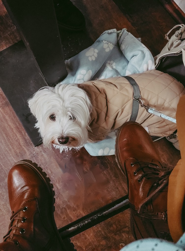 Susi resting beneath the table during brunch at Café Mama Silvia.